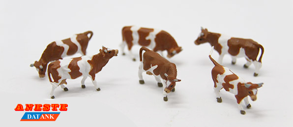 4009M- Vacas marrones